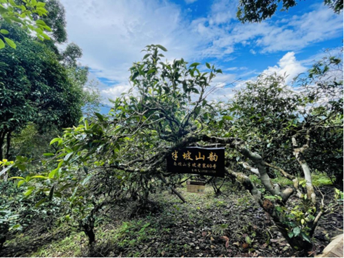 ������(�й�)��վ-AG�콢��